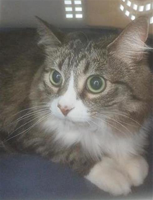 MOLLY - Domestic Medium Hair available for adoption