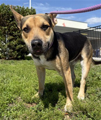 MOOSE - German Shepherd Dog available for adoption