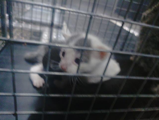 KITTEN 3 - Domestic Short Hair available for adoption