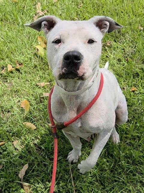 DOMINO - American Staffordshire Terrier available for adoption