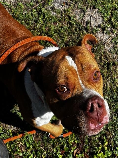 ACE - American Staffordshire Terrier available for adoption