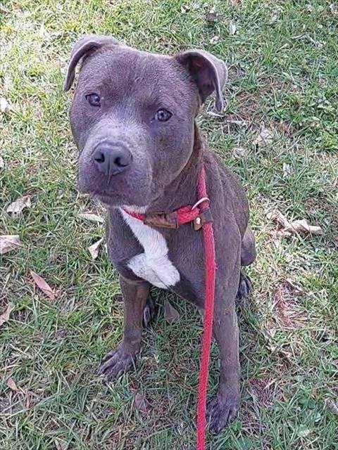 CORRIN - American Staffordshire Terrier available for adoption