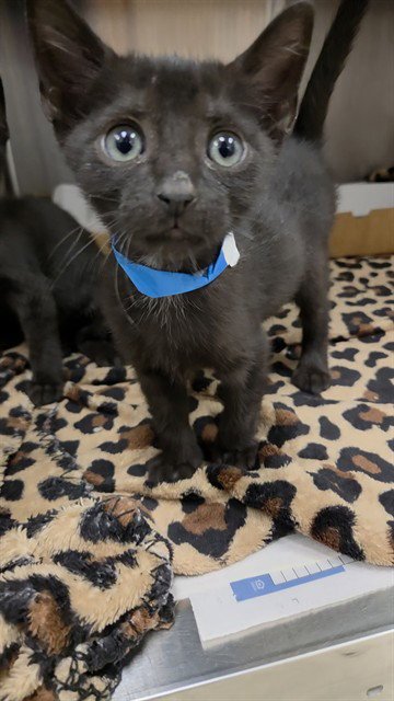 A2478881 - Domestic Short Hair available for adoption
