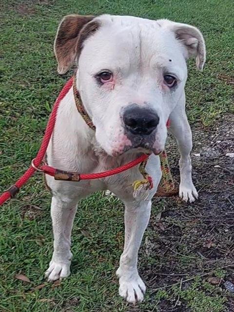 SEBASTIAN - American Bulldog available for adoption