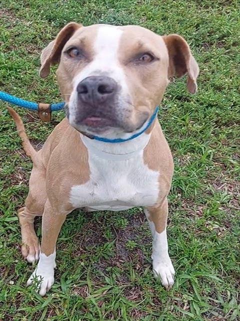 MARIGOLD - American Staffordshire Terrier available for adoption