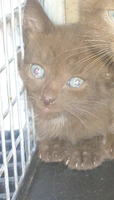 RUNE - Domestic Short Hair available for adoption
