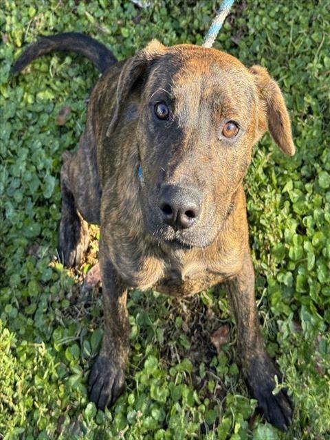 BOSTON - American Staffordshire Terrier available for adoption