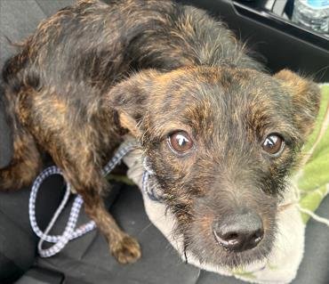 WINNIE - Border Terrier available for adoption