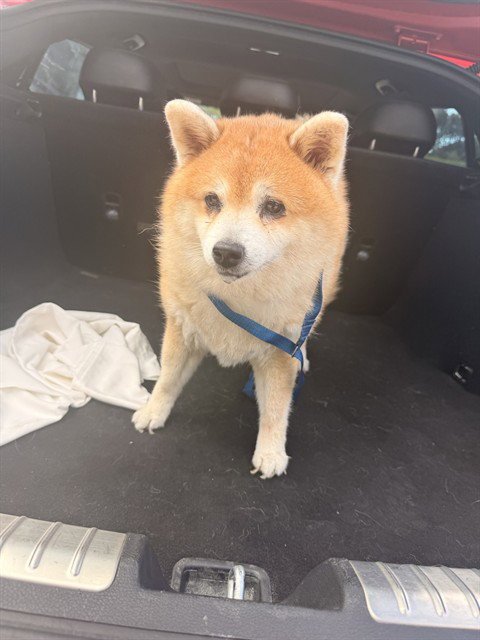 BRIE - Shiba Inu available for adoption