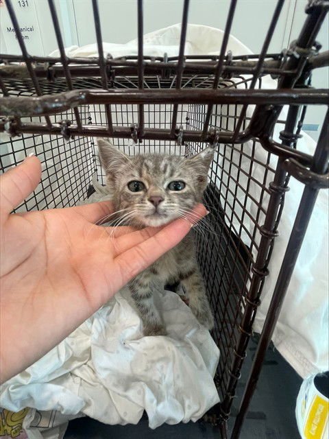 AGGY - Domestic Short Hair available for adoption