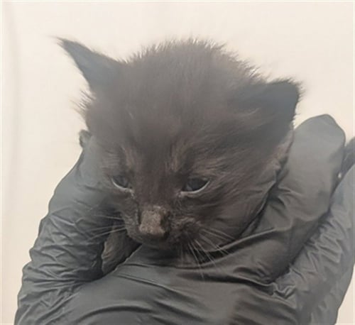 *MORTICIA - Domestic Short Hair available for adoption