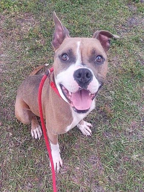 FRANZ FERDINAND - American Staffordshire Terrier available for adoption
