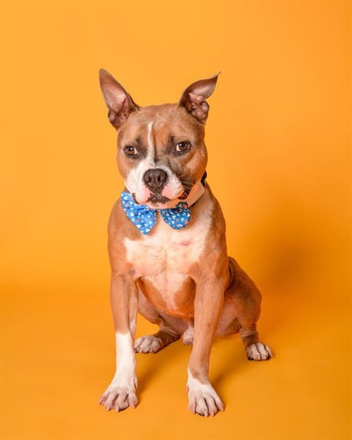 FRANZ FERDINAND - American Staffordshire Terrier available for adoption