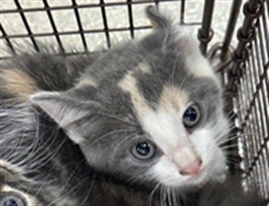 LUNA - Domestic Long Hair available for adoption