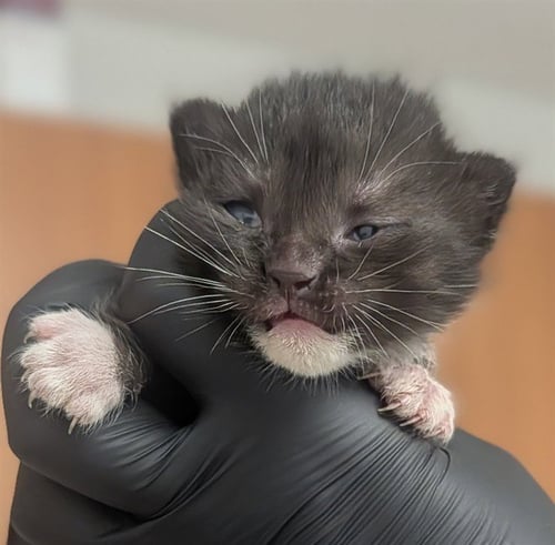 A2481262 - Domestic Short Hair available for adoption