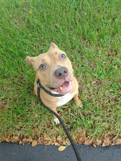 *BASIL - American Staffordshire Terrier available for adoption