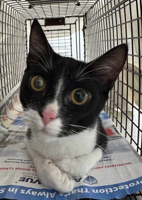 A2479132 - Domestic Short Hair available for adoption
