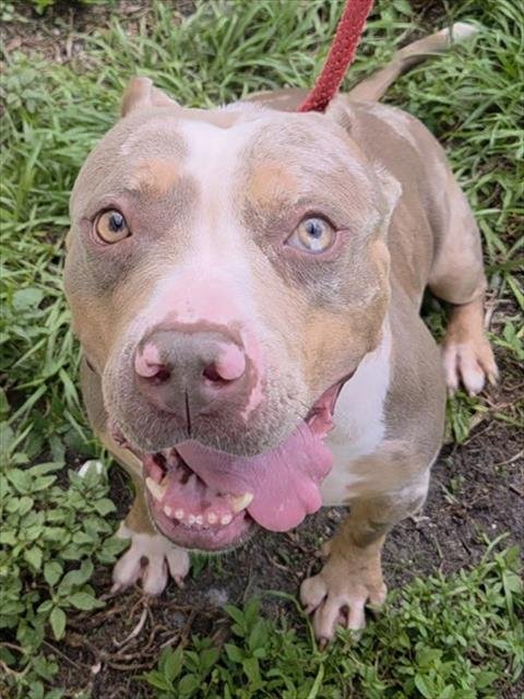 NELLIE - American Pit Bull Terrier available for adoption