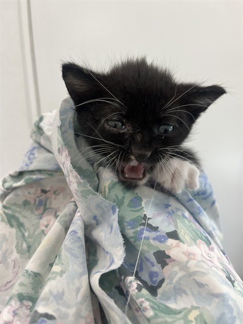 A2478590 - Domestic Short Hair available for adoption