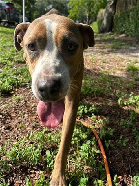 TAYLOR - American Staffordshire Terrier available for adoption