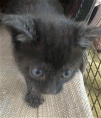 MOONSTAR - Domestic Short Hair available for adoption