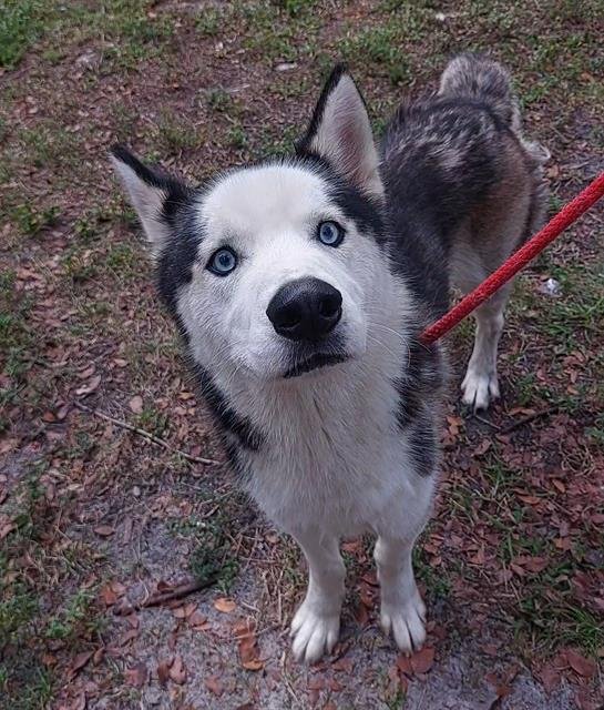 MAX - Siberian Husky available for adoption