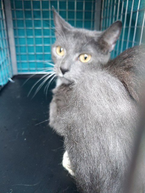 A2481086 - Domestic Short Hair available for adoption