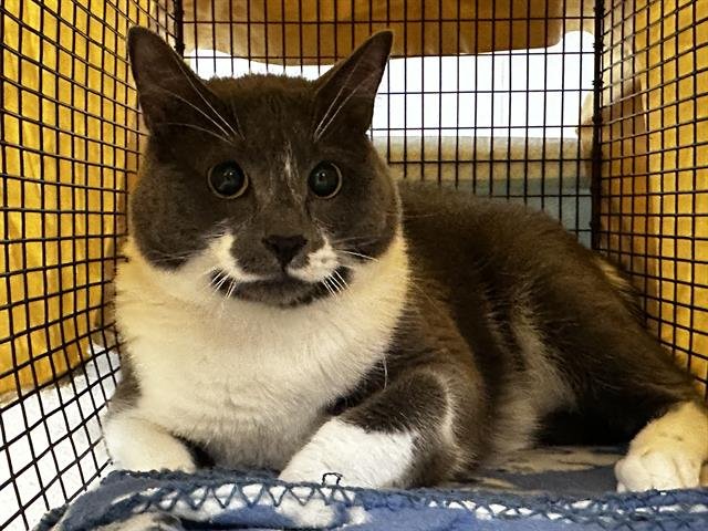 AMY - Domestic Short Hair available for adoption