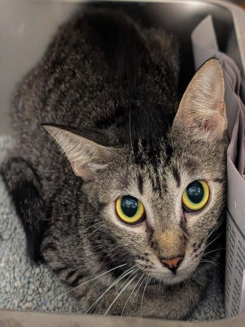 DAFT PUNK - Domestic Short Hair available for adoption