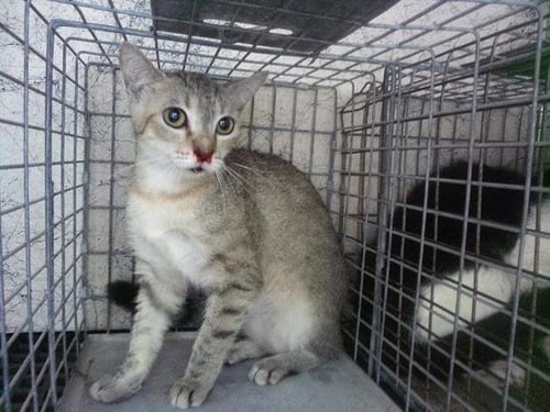 MARIAH - Domestic Short Hair available for adoption