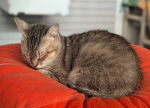 MARIAH - Domestic Short Hair available for adoption