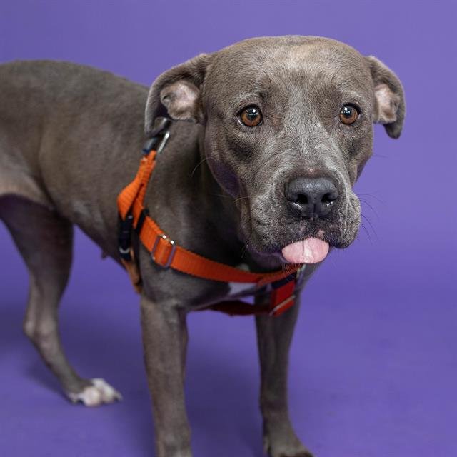 WILLOW - American Staffordshire Terrier available for adoption