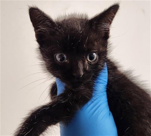 PUCK - Domestic Short Hair available for adoption