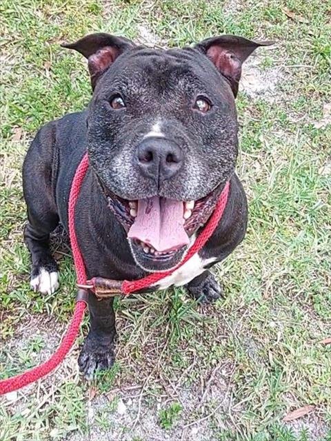 TATUM - American Staffordshire Terrier available for adoption