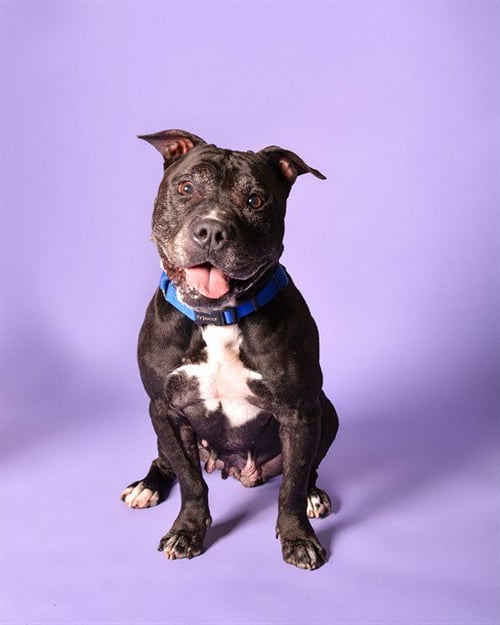 TATUM - American Staffordshire Terrier available for adoption