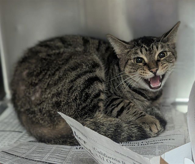 SHELDON - Domestic Short Hair available for adoption