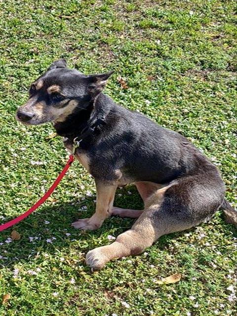 TASHA - German Shepherd Dog available for adoption