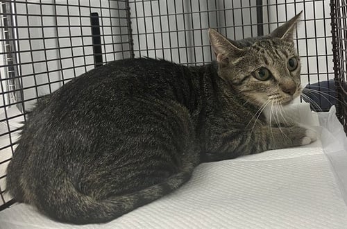 A2481276 - Domestic Short Hair available for adoption