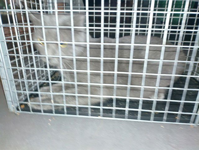 VLAD - Domestic Short Hair available for adoption