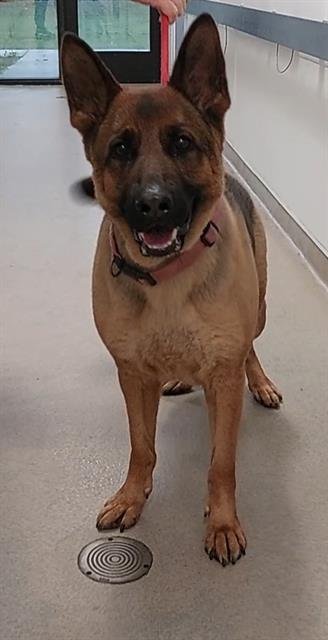 SHEBA - German Shepherd Dog available for adoption