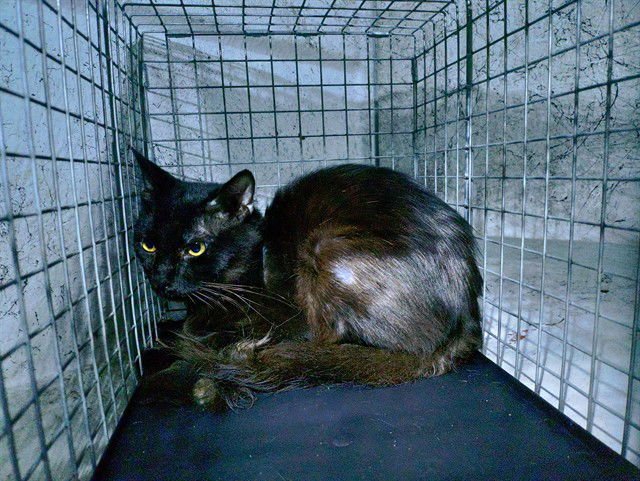 JET - Domestic Short Hair available for adoption