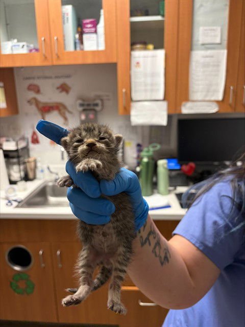 A2472513 - Domestic Short Hair available for adoption