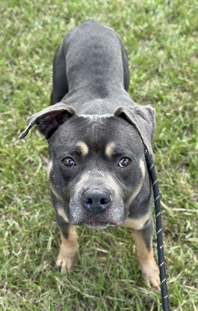 PEGGY - Bulldog / American Staffordshire Terrier available for adoption
