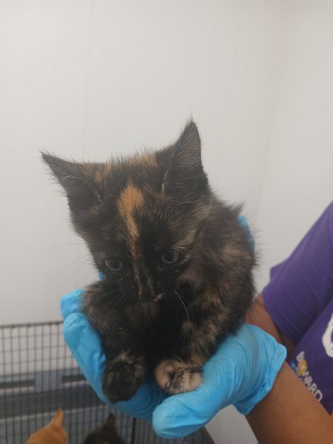 BRIE - Domestic Short Hair available for adoption