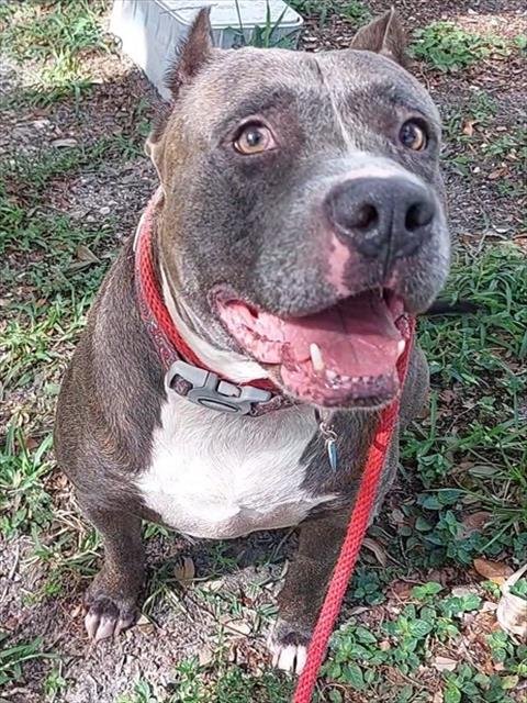 KIRON - American Staffordshire Terrier available for adoption