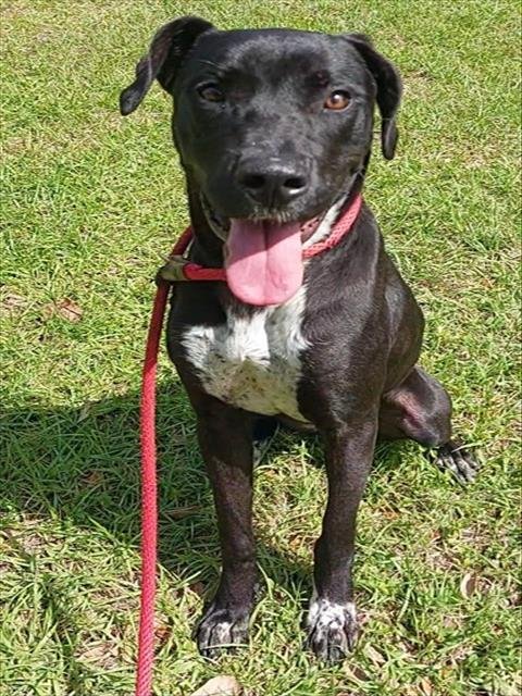 SPRING - Labrador Retriever available for adoption