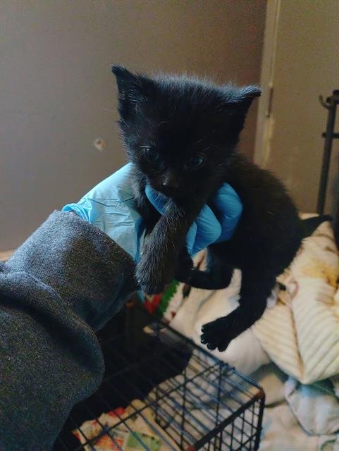 FELICIA - Domestic Medium Hair available for adoption