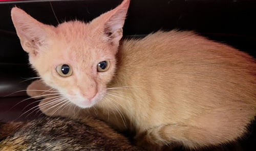 A2478248 - Domestic Short Hair available for adoption