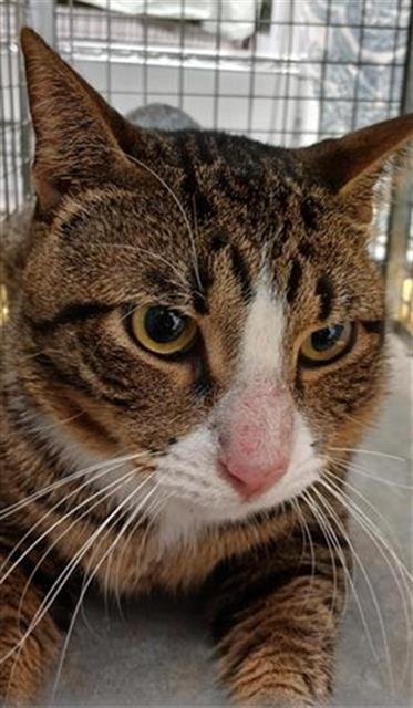 OATS - Domestic Short Hair available for adoption