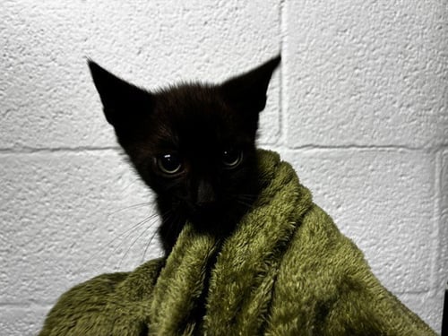 NEO - Domestic Short Hair available for adoption
